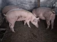 Süldőanya, Sertések — 1. fotó