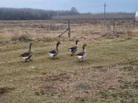 Geese — फ़ोटो 1