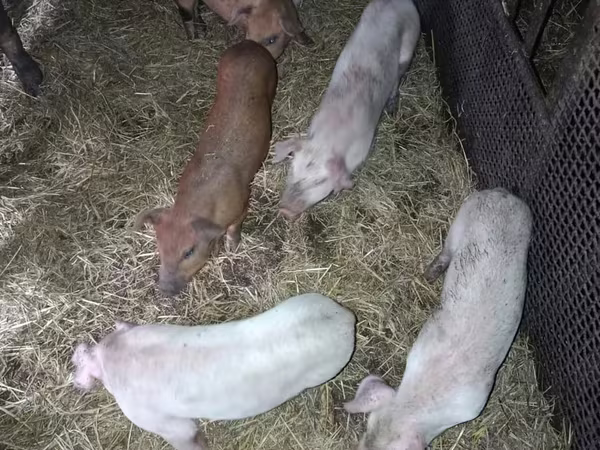 Boar, Pigs