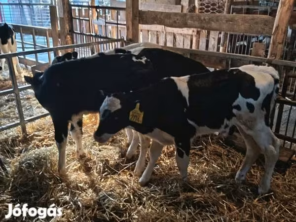 Bika, Russian Black pied cattle
