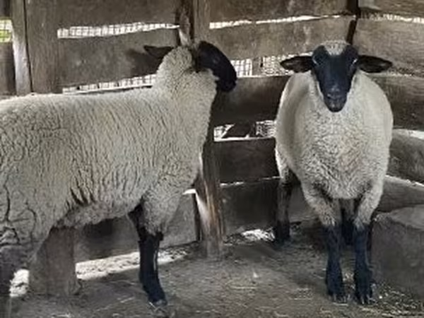 母羊, Suffolk sheep