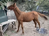 Hing, Chilean horse — 1. fotó