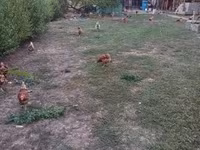Chickens — Foto 4