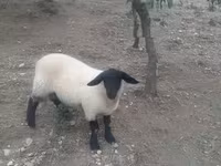 公羊, White Suffolk sheep — 照片 7