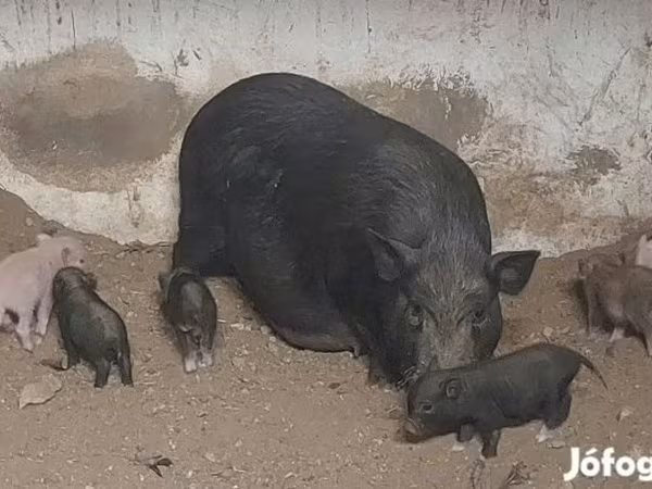 Sow, Вьетнамская вислобрюхая