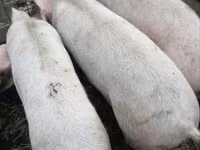 Verro, Cerdos — foto 1