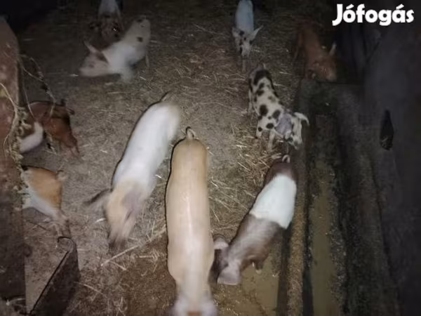 Pigs (batch, sex not specified), Pigs — Hungary