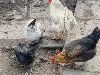 Chickens — 照片 2
