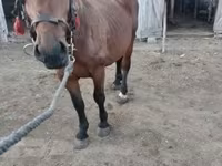 母马, Horses — 照片 4
