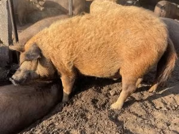 Pigs (batch, sex not specified), Мангалица