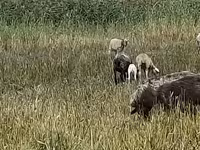 Juh, Romanov sheep — 2. fotó