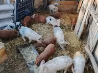 Schweine (Partie, Geschlecht nicht angegeben), Дюрок — Foto 2