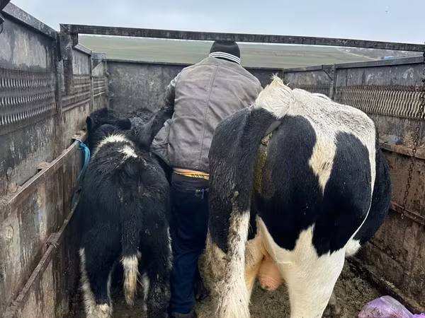 Krava, Russian Black pied cattle