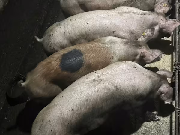 Boar, Pigs