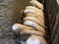 Pigs (batch, sex not specified), Pigs — photo 4
