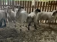 Juh, Merinoland sheep — 3. fotó