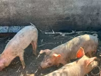Boar, Крупная белая — photo 7