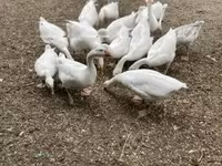 Geese — foto 3