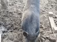Sow, Pigs — photo 2