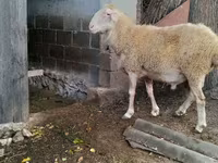 Widder, Assaf sheep — Foto 4