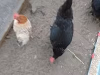gallina danesa — foto 7