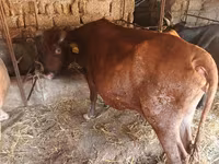 गाय, जंगली याक — फ़ोटो 8