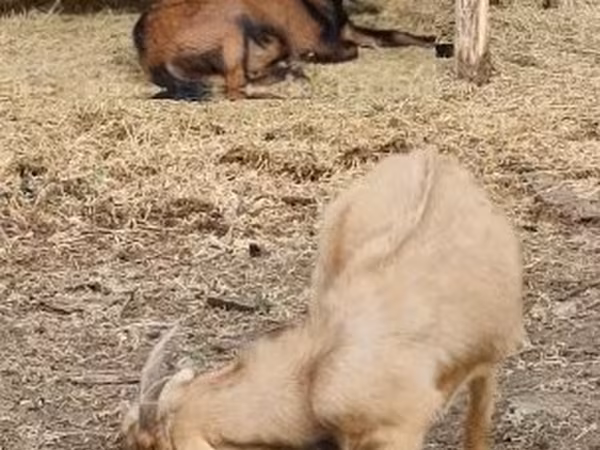 Bode, Cabras — Hungria