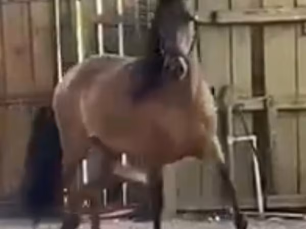 Yegua, Paso Fino