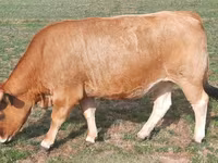 Tehén, Aubrac cattle — 4. fotó
