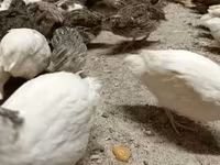 Quails — photo 5