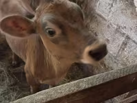 Bika, Jersey fajta — 2. fotó
