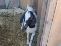 母山羊, Nubian Goat — 照片 2