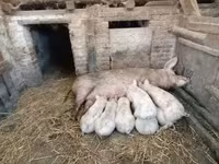 خنزيرة, الخنازير — الصورة 1