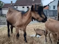 Kozioł, Kozy — zdjęcie 2