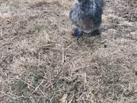 Silkie — foto 2