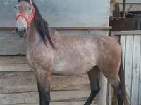 Horse (M), Horses — photo 2