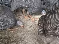 Guinea fowl — foto 2