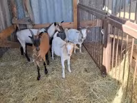 Bak, Boer goat — 1. fotó