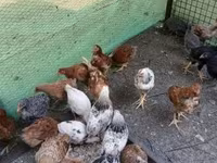 Chickens — फ़ोटो 4