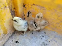 Silkie — 3. fotó