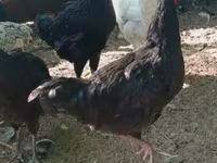 科索沃长啼鸡 — 照片 5