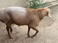 Kos, Juhok — 1. fotó
