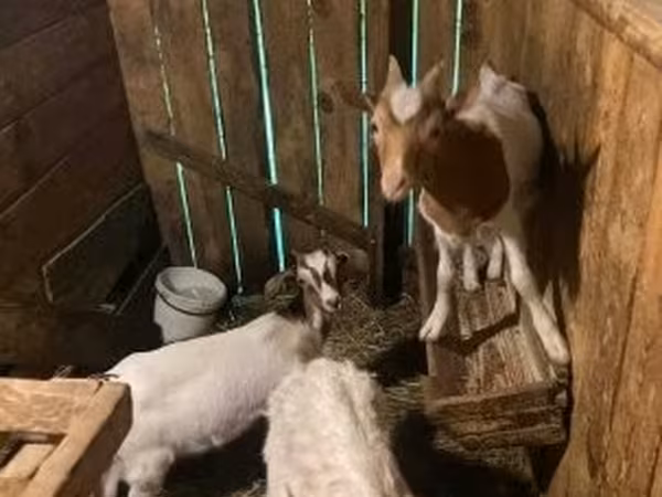 Bak, Alpine goat