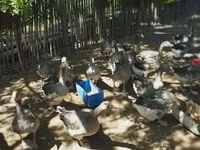 Geese — الصورة 2