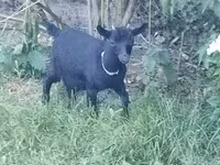 母山羊, Goats — 照片 1