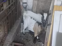 Kozel, Dutch Landrace goats — foto 1