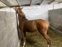 Kobyła, Anglo-Arabian — zdjęcie 6