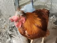 Chickens — 2-сурет