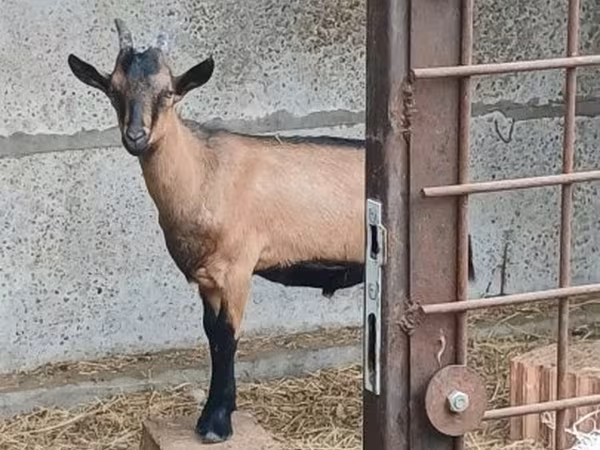 公山羊, Alpine goat — 匈牙利