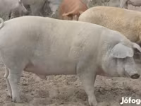 मादा सूअर, Мангалица — फ़ोटो 4